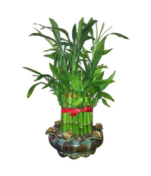 150 cm lucky bamboo to vietnam