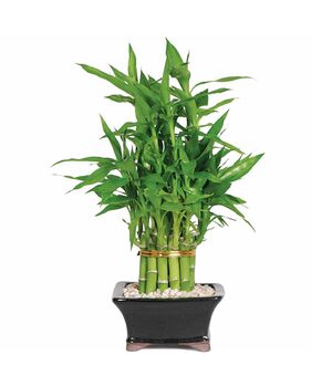 20 cm lucky bamboo to vietnam