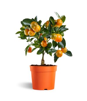 60 cm kumquat tree plant