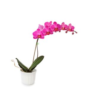 orchid pot plant to vietnam