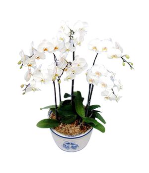 white moth orchids send to vietnam